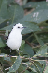 Fluvicola albiventer