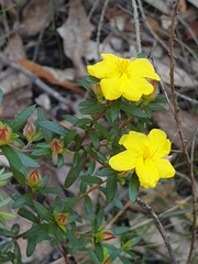Hibbertia bracteata