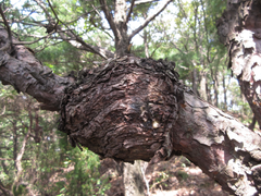 Cronartium orientale