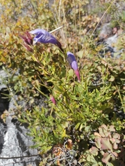 Dracocephalum peregrinum