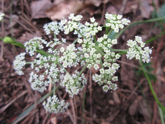 Kitagawia terebinthacea