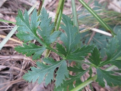 Kitagawia terebinthacea