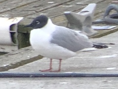 Chroicocephalus philadelphia