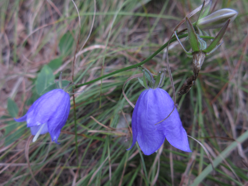 Sha Shen (Adenophora stricta)
