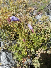 Dracocephalum peregrinum