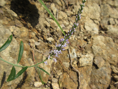Veronica linariifolia