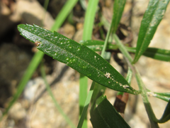 Veronica linariifolia
