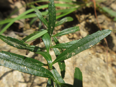 Veronica linariifolia