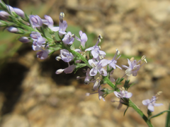 Veronica linariifolia