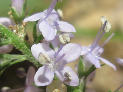 Veronica linariifolia