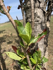 Alberta magna
