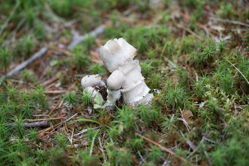 Amanita Mold