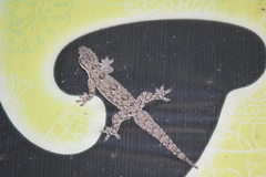 Hemidactylus platyurus