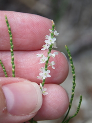 Polygonella articulata