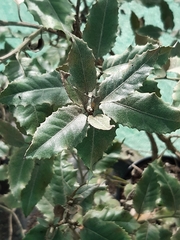 Olearia × macrodonta