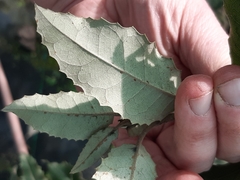 Olearia × macrodonta