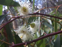 Eucalyptus leucoxylon connata