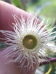 Eucalyptus leucoxylon connata