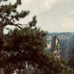 Pinus sylvestris sylvestris