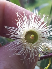 Eucalyptus leucoxylon connata