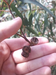 Eucalyptus leucoxylon connata