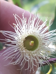 Eucalyptus leucoxylon connata