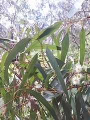 Eucalyptus leucoxylon connata