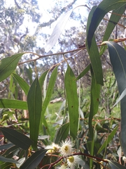 Eucalyptus leucoxylon connata