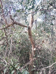 Eucalyptus leucoxylon connata
