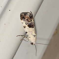 Ponometia phecolisca