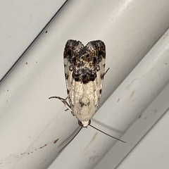 Ponometia phecolisca