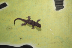 Hemidactylus platyurus