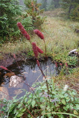 Sanguisorba