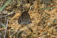 Ypthima lisandra