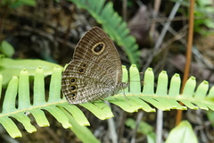 Ypthima lisandra
