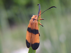 Calopteron reticulatum