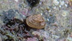 Borniola reniformis
