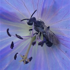 Lasioglossum costulatum