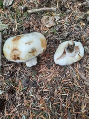 Russula crassotunicata