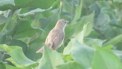 Curruca communis