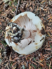 Russula crassotunicata