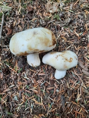 Russula crassotunicata