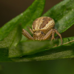 Xysticus ulmi