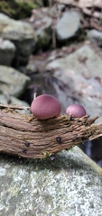 Lycoperdon fuligineum