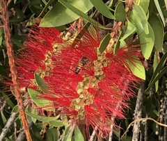 Apis mellifera