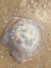 Rhizostomatoidea