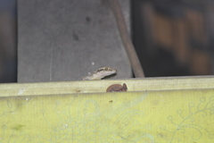 Hemidactylus platyurus