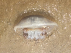 Rhizostomatoidea