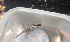 Sceloporus occidentalis