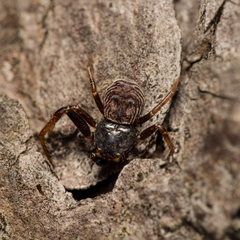 Coriarachne depressa